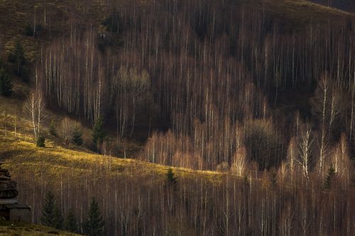 trees