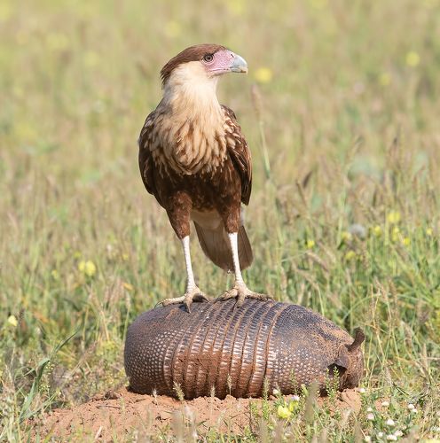 Crested Caracara and Armadillo
