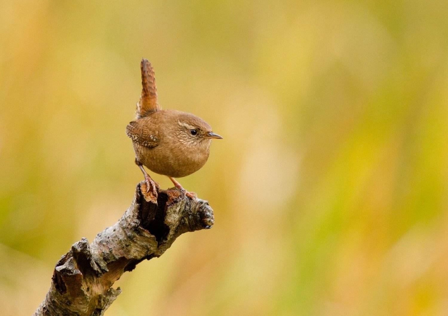 , Janina J?drzejewska-Szombara
