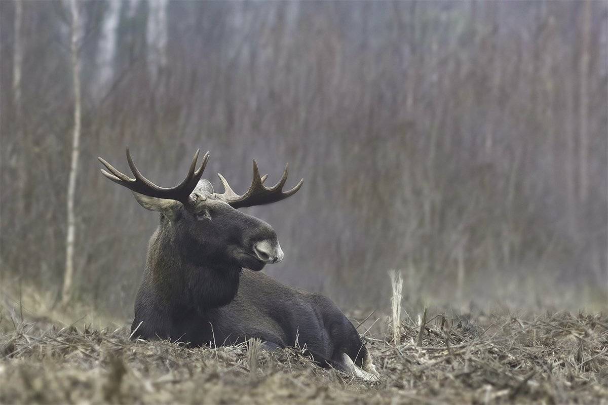лось, туман, лес, Наталия Сытина