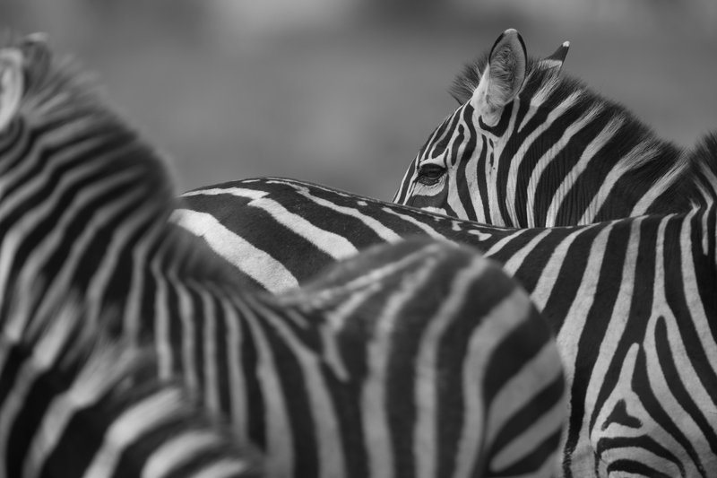 #zebra #animal #ndutu Clean Abstract фото превью