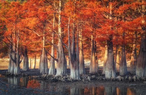 Болотные Кипарисы на озере Сукко