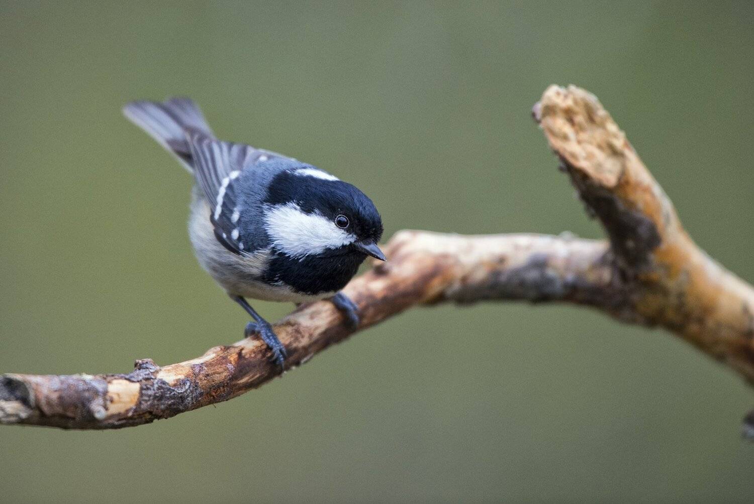 , Юрий Кулаков