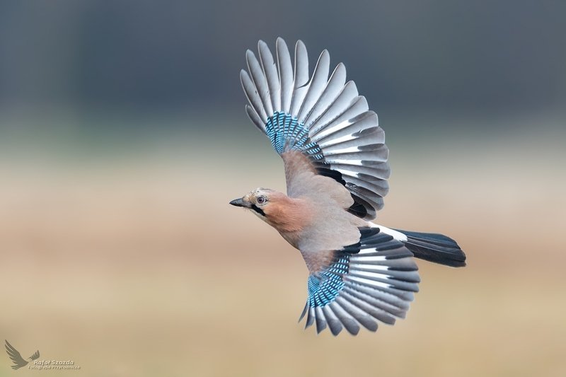 Sójka, Eurasian Jay (Garrulus glandarius) ... 2019r фото превью