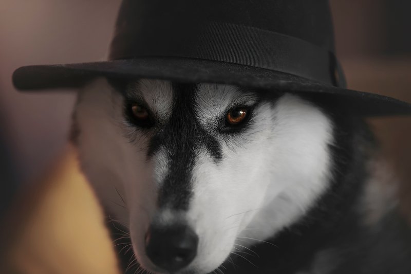 husky, dogs, siberian husky GumGum фото превью