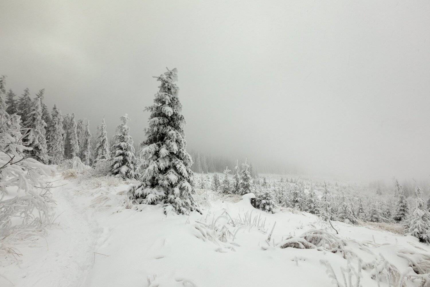 , Александър Сандев