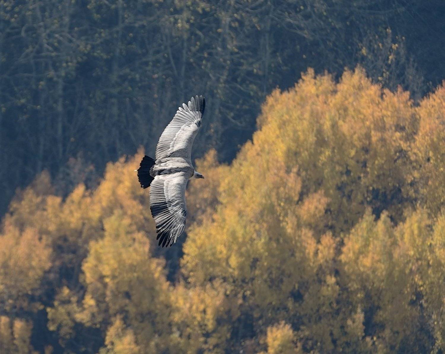 природа,горы,птица,полёт,осень, Александр Смолкин