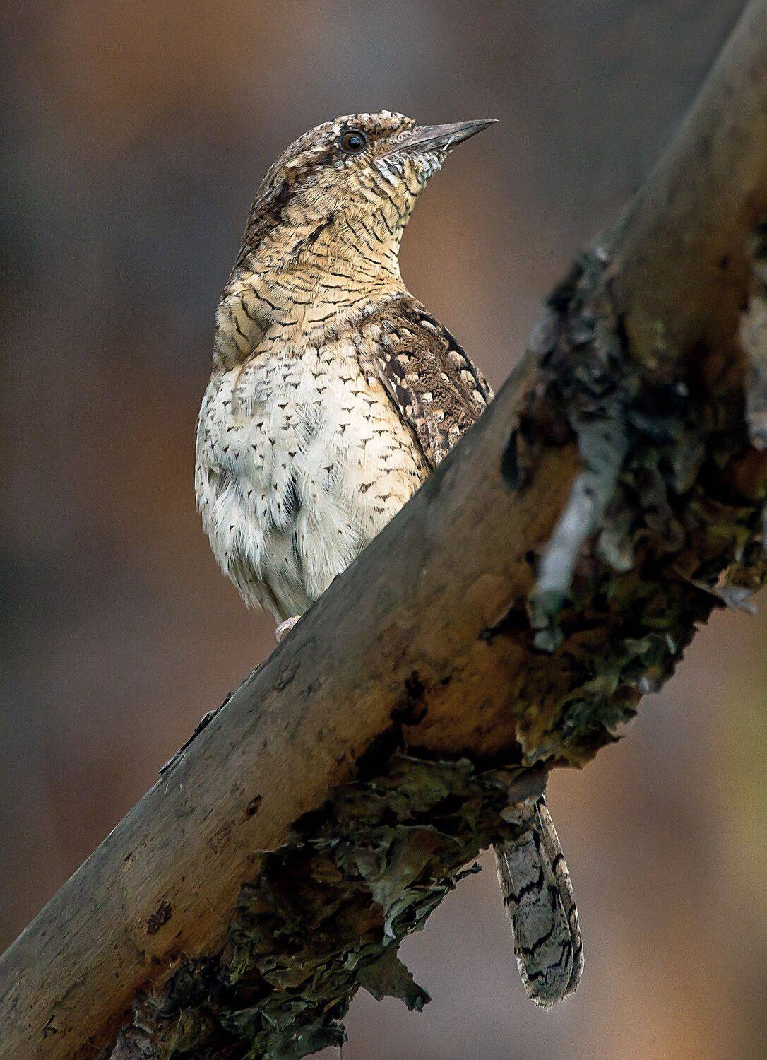 , Михаил Белоусов