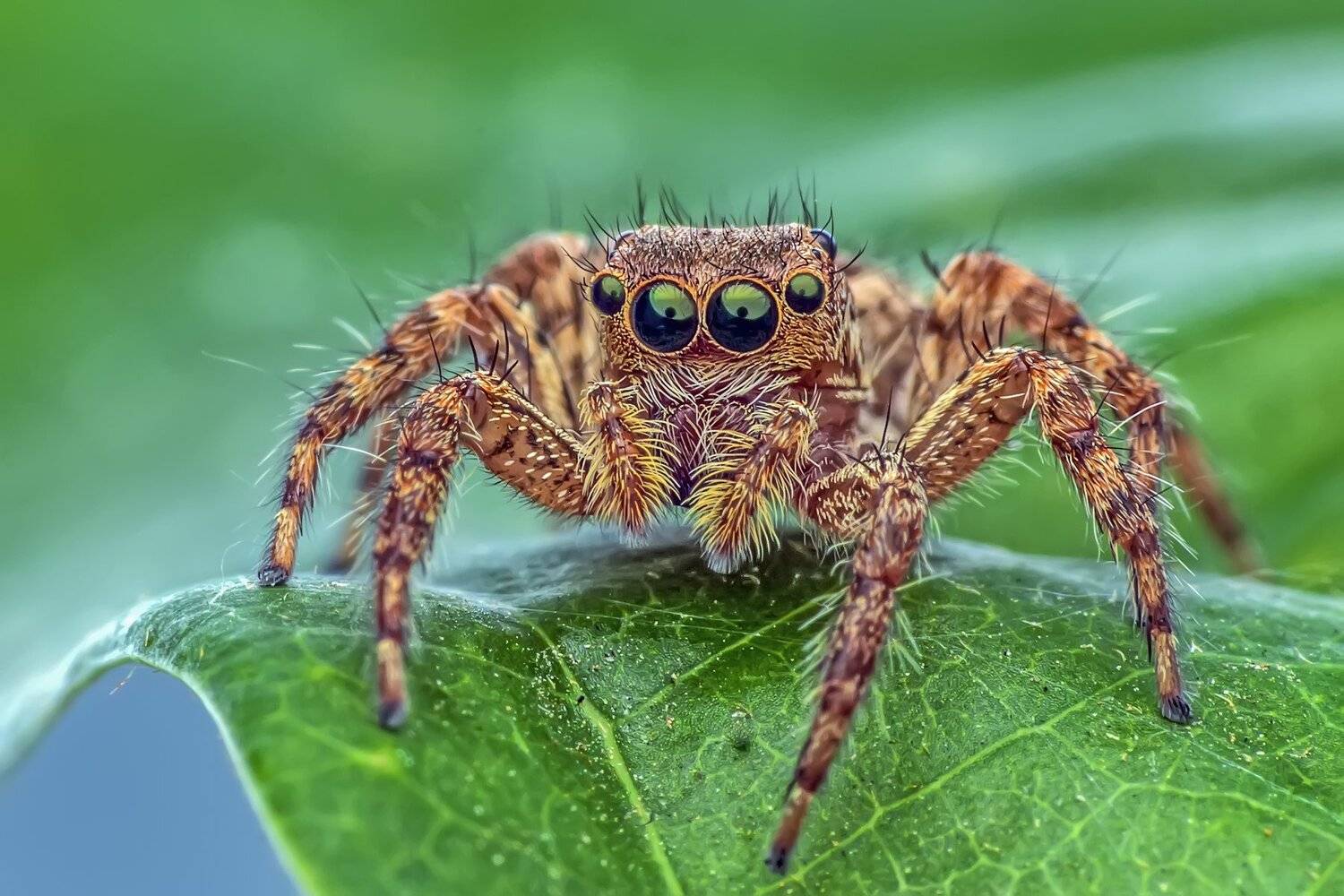 spider, insect animal, danger, dangerus, beatiful, beauty, tropical, eyes, small, macro, close up, jumpon leaf, park, outdoor, forest prey, wild, wildlife, white, red, nature, natural, garden, NeCoTi ChonTin