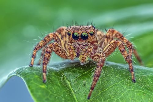 Beautiful spider in the garden