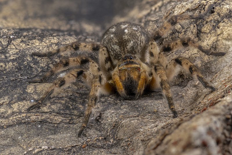 Мизгирь фото превью