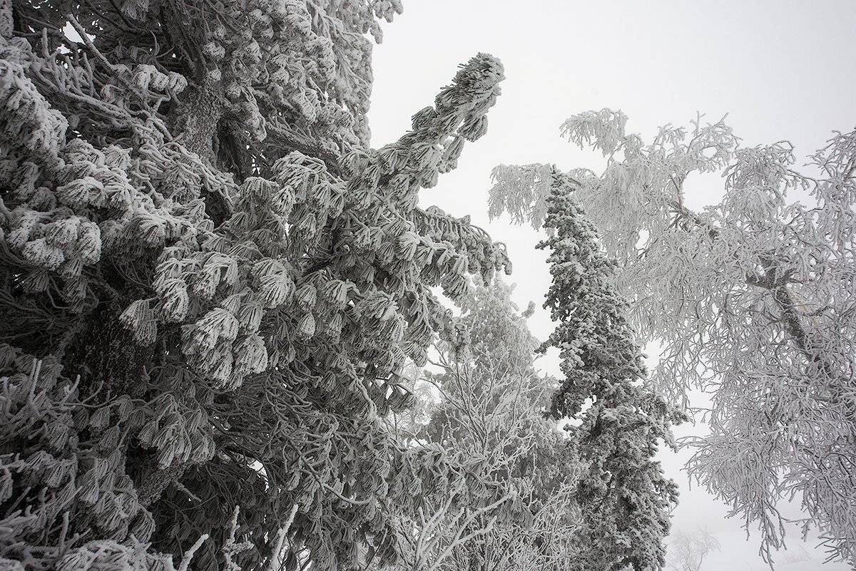 снег, иней, снежные узоры, мороз, кедры, берёзы, гора зелёная, зима, шерегеш, горная шория, сибирь, Валерий Пешков