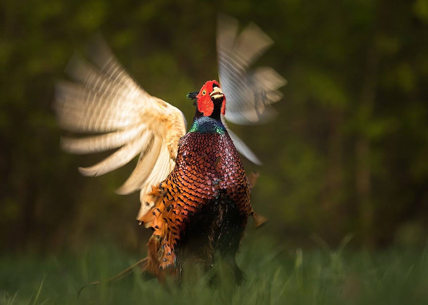 Pheasant. Автор: Robert Adamec , Robert Adamec