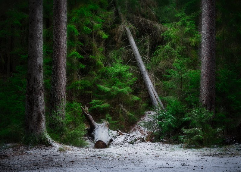 лес, снег, пейзаж, комарово Первый снег, Комарово фото превью
