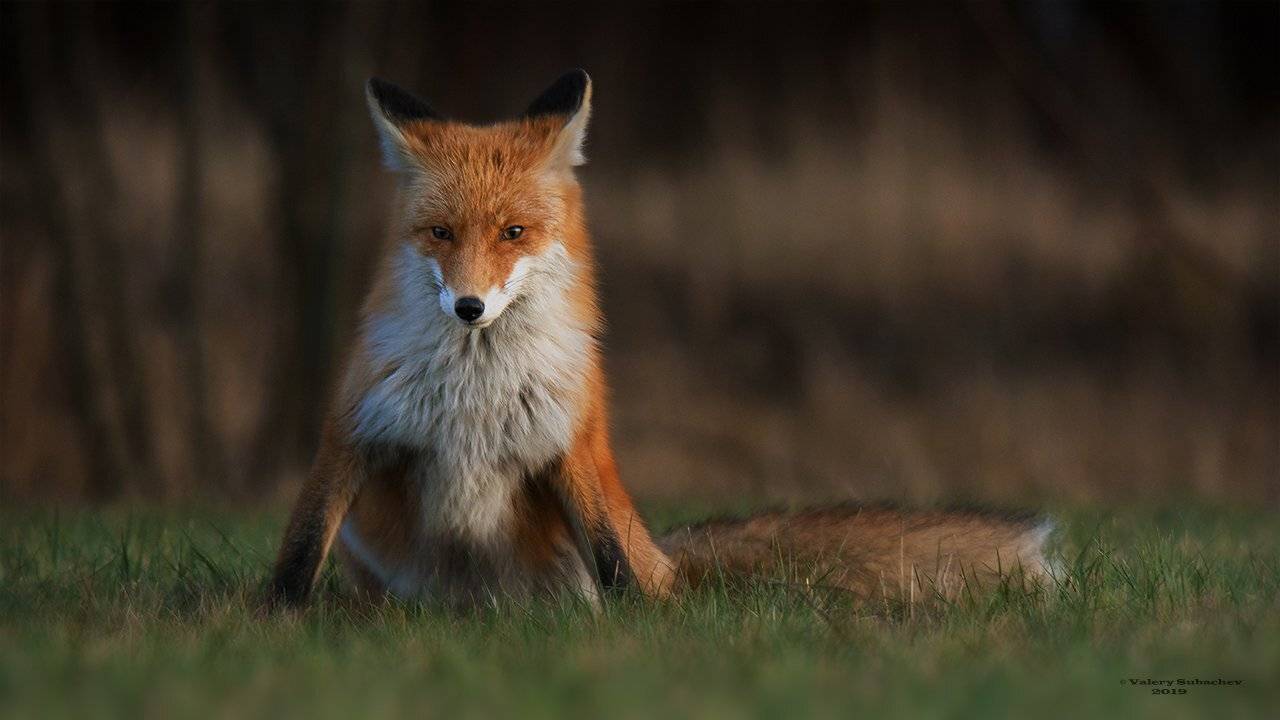 , Валерий Субачев