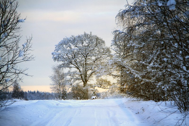 spruces,  winter, forest, snow, nature, natural,photography, beautiful, landscape,outdor, rural,road, winters road in the countryside фото превью