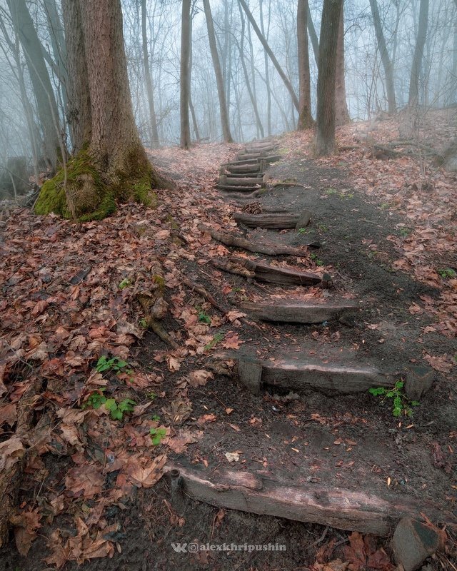 forest fog mist outdoors nopeople landscape winter trees path nature wideangle Stairs to the mist фото превью