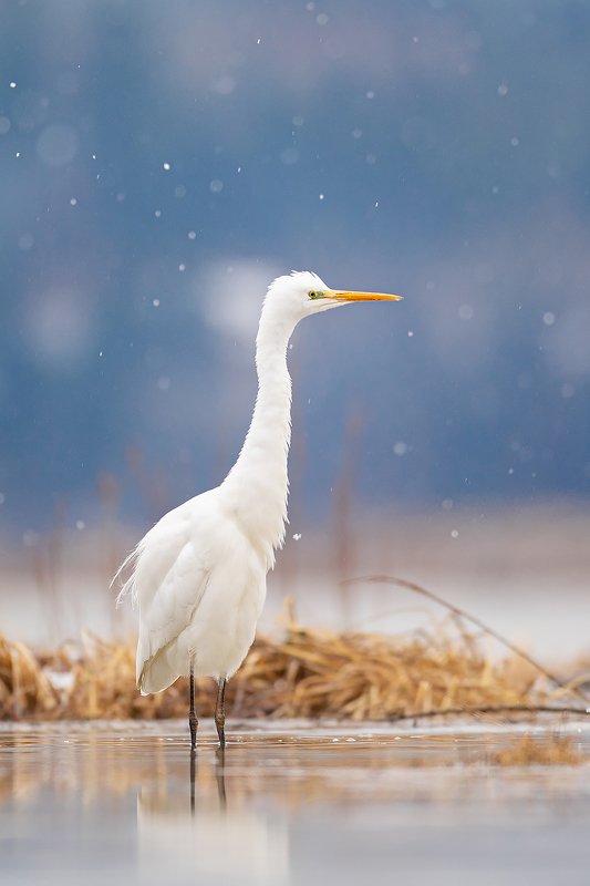 bird, nature, poland, heron, animal, snow, nikon, sigma, sigma500, sigmafotopolska White heron with snow фото превью