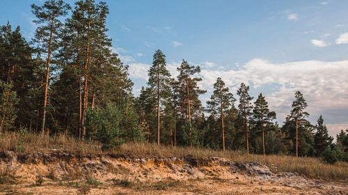 У нас на деревне только сосны...)))