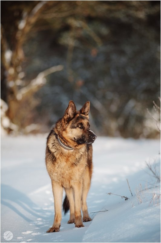 SATURN фото превью