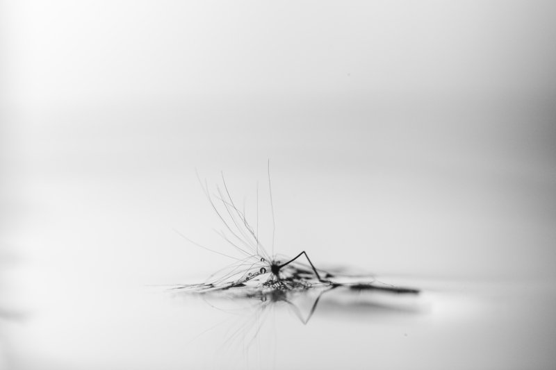 макро, одуванчик, ч/б, macro, dandelion, b/w Потрёпанный  фото превью