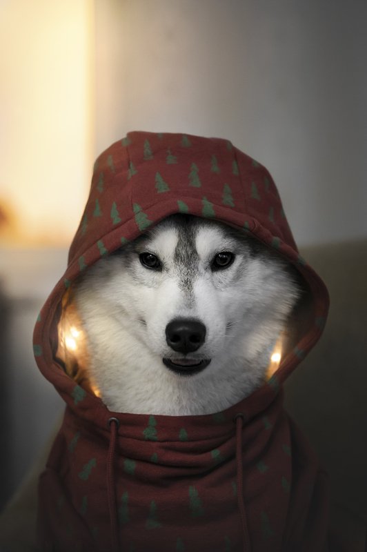 новый год, худи, праздник, хаски Happy Holidays! фото превью