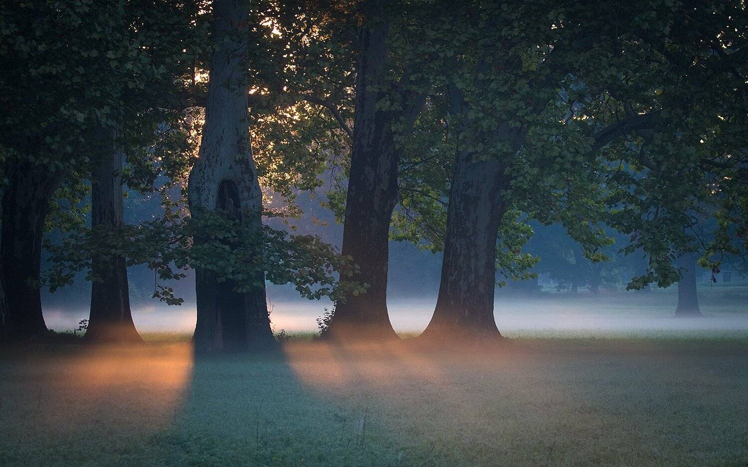 Dawn. Автор: Robert Adamec , Robert Adamec