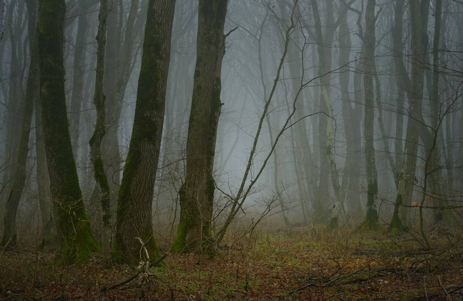 лес зима дерево туман зима, Александр Жарников