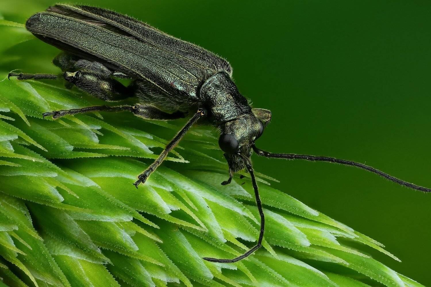 жук макро природа усы цвет зеленый растение, Андрей Шаповалов