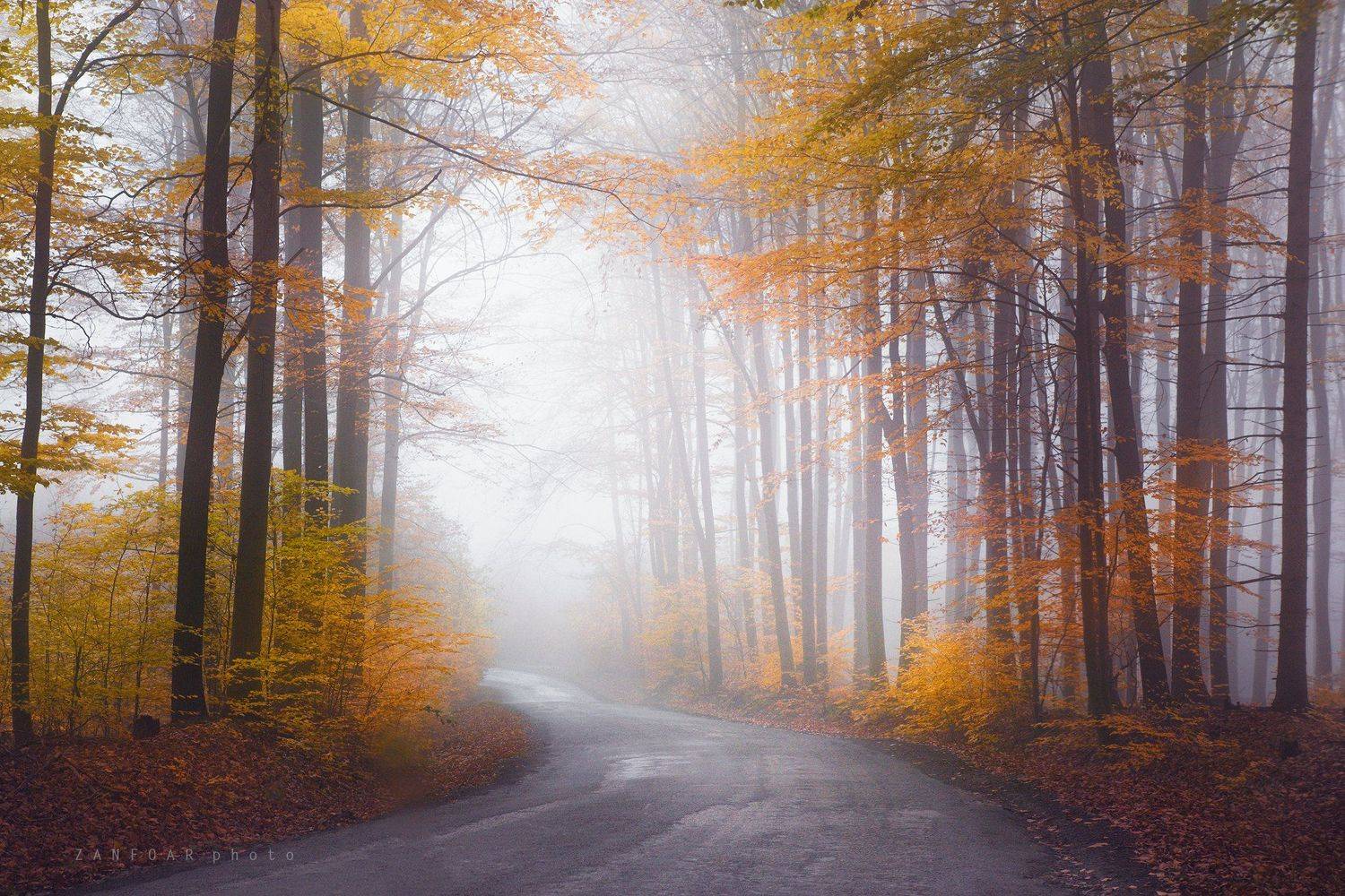 туман,zanfoar,czech republic,bohemia,nikon d750,чехия,  Zanfoar