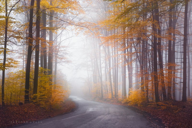 туман,zanfoar,czech republic,bohemia,nikon d750,чехия туман ,, фото превью