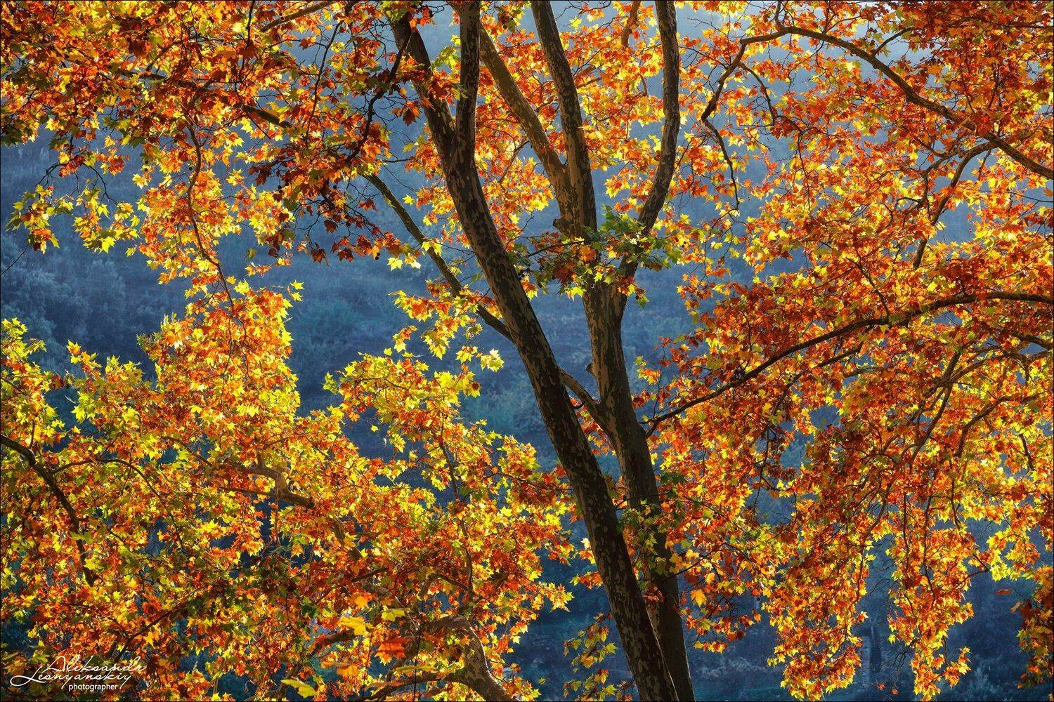 португалия, Александр Леснянский