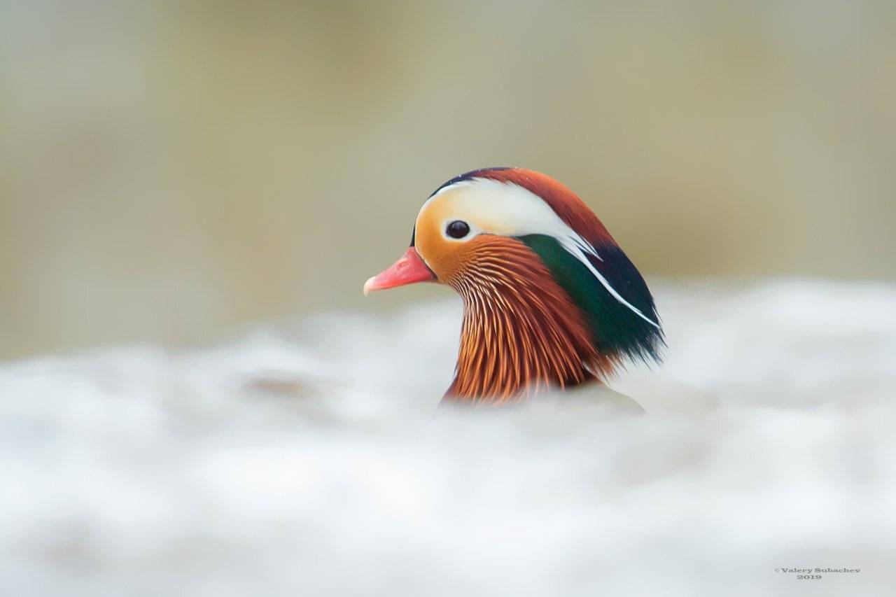 , Валерий Субачев