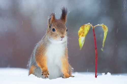 когда ёлки в дефиците