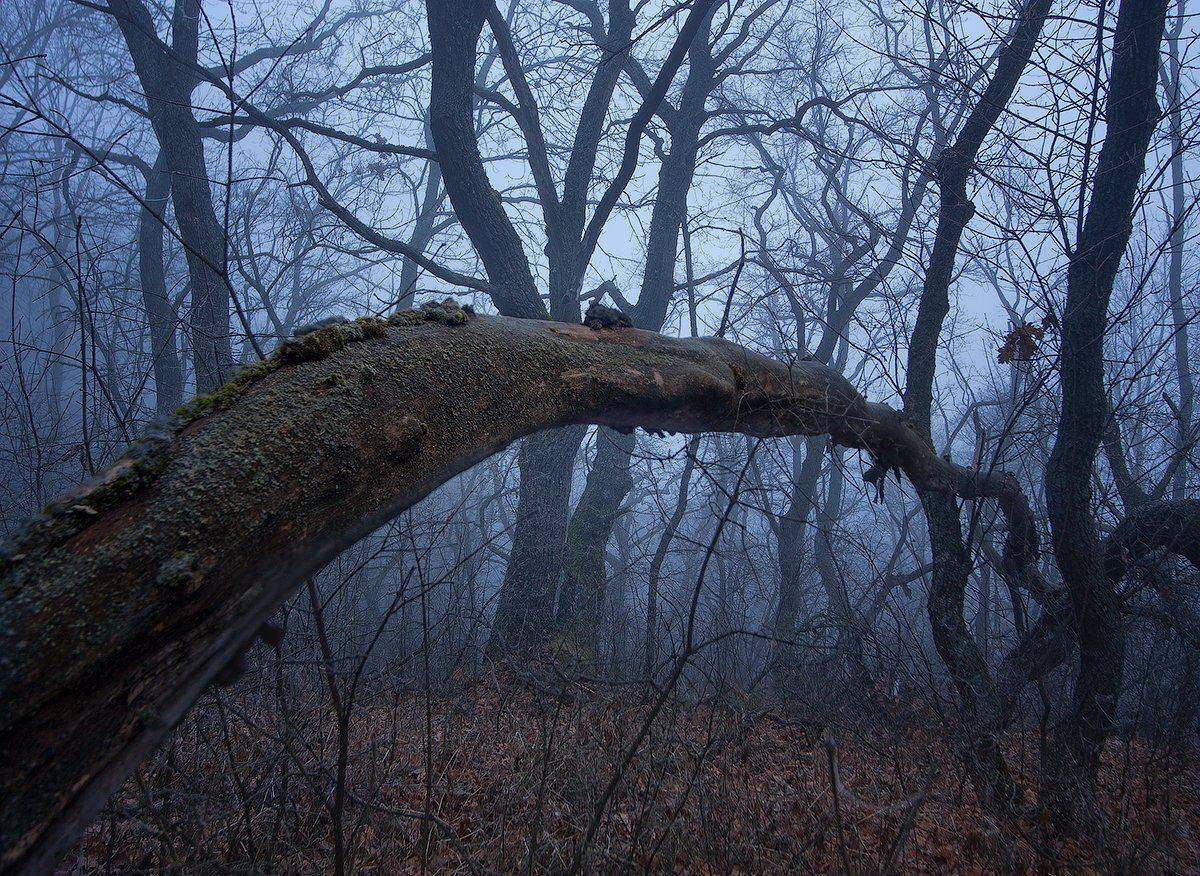 , Дитковский Евгений