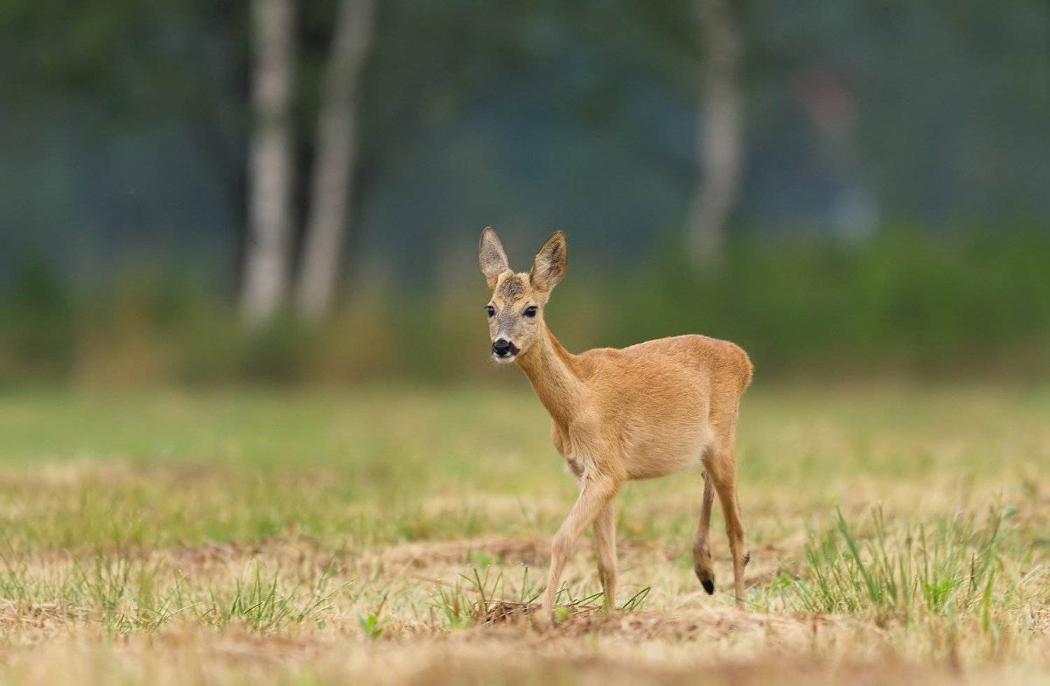 , Janina J?drzejewska-Szombara