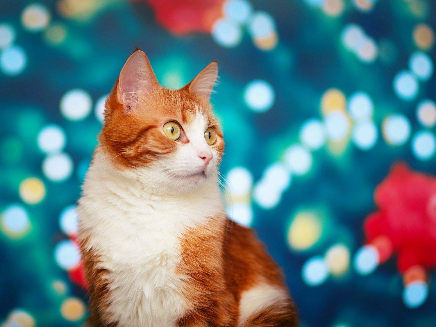 , Тимофей Шутов