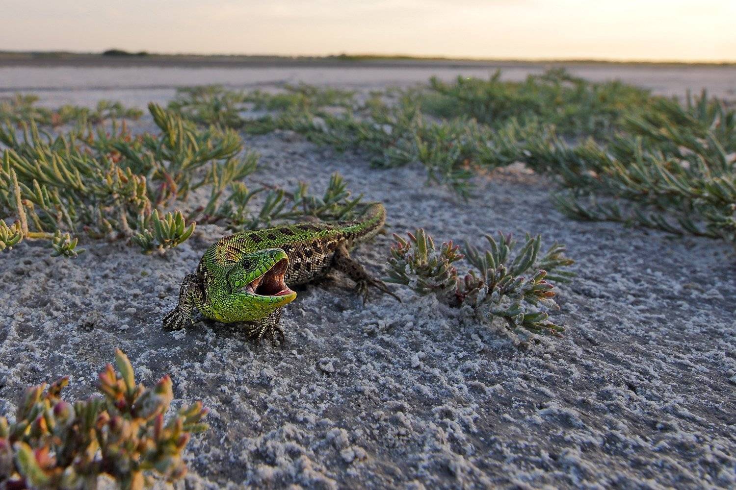 прыткая,ящерица,lacerta,agilis,солерос,солончаковый,salicornia,perennans,самарский лес,солёный лиман, Sergii Markov