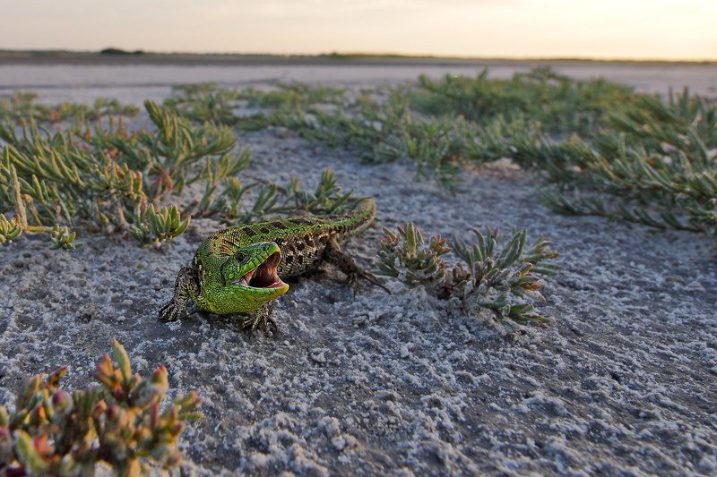 прыткая,ящерица,lacerta,agilis,солерос,солончаковый,salicornia,perennans,самарский лес,солёный лиман Кусь) фото превью