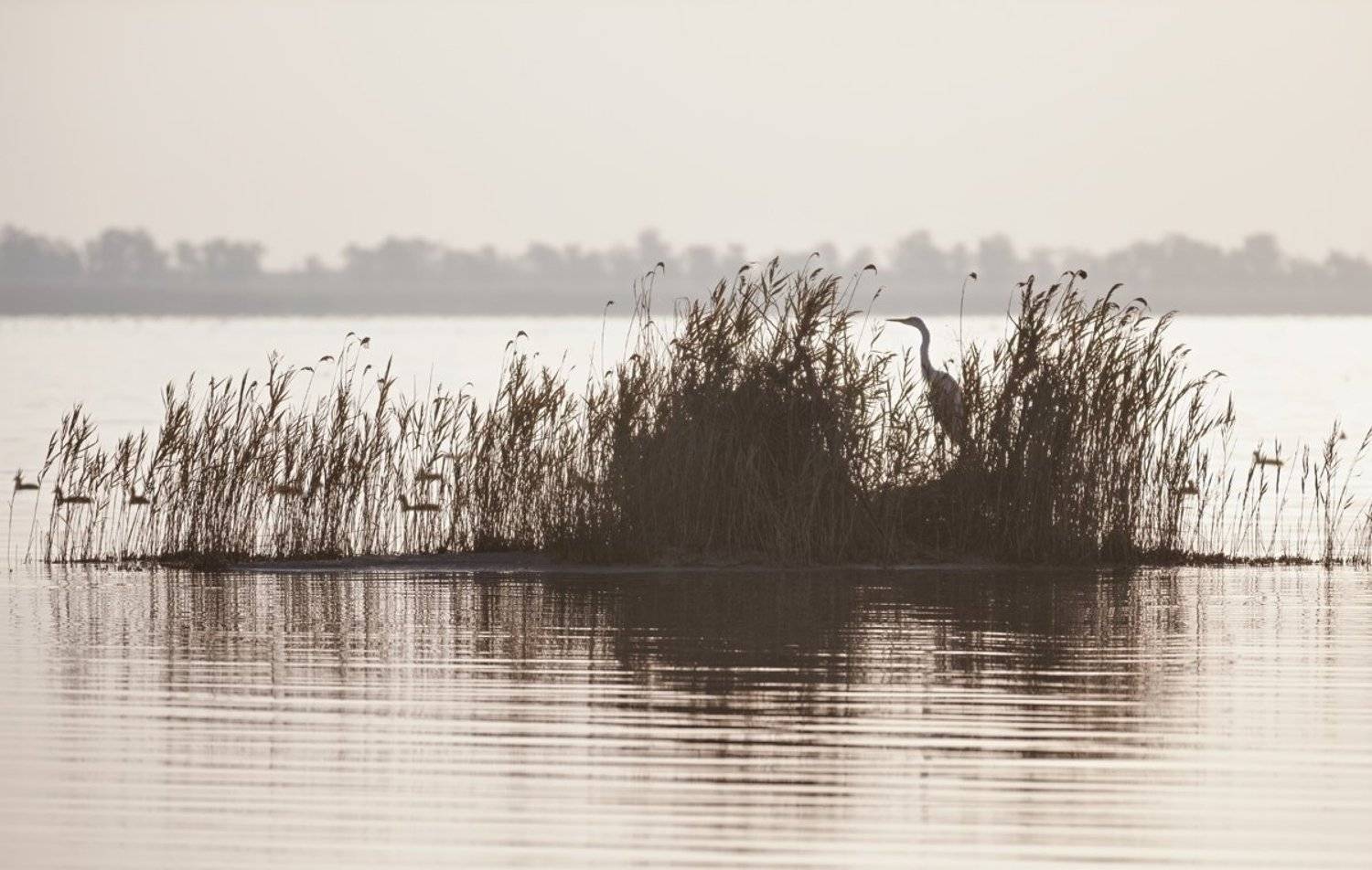 , Баранов Олег