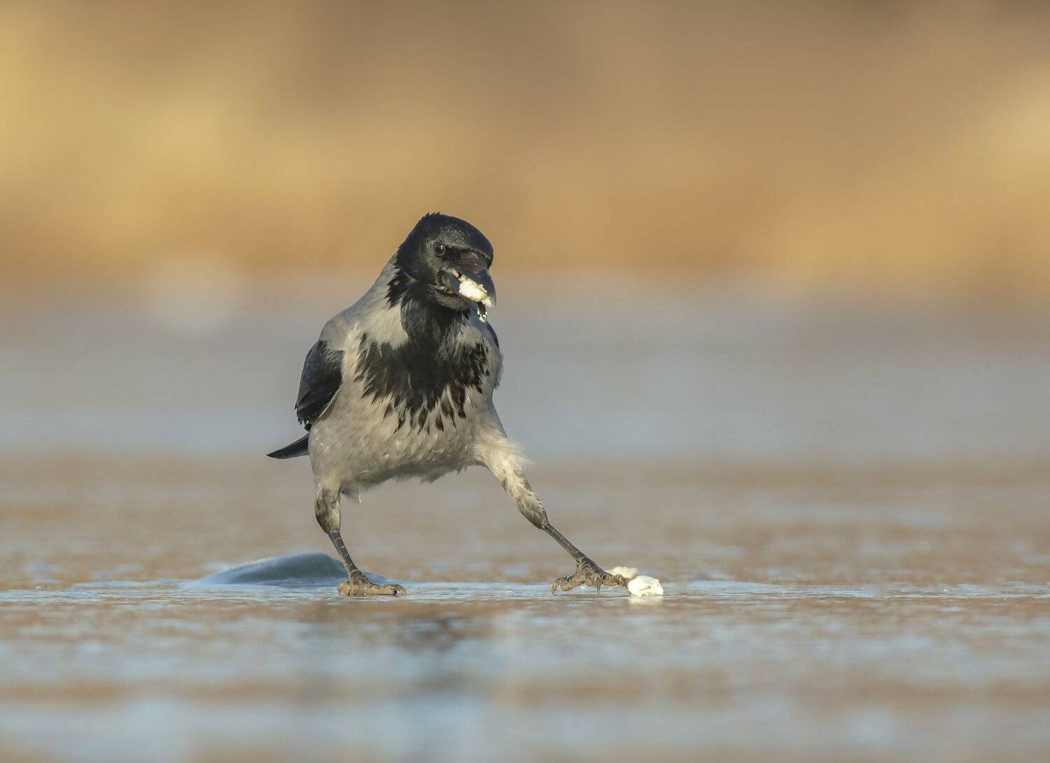 птицы,природа, зима, Андрей Киселёв
