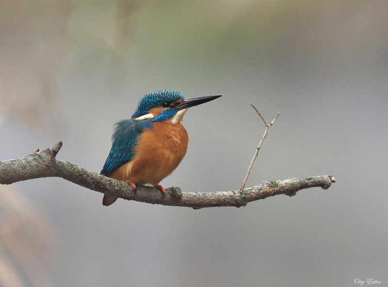 птицы, зимородок, зима Зимовье. Сезон 4 фото превью