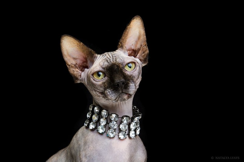 Королева фото превью