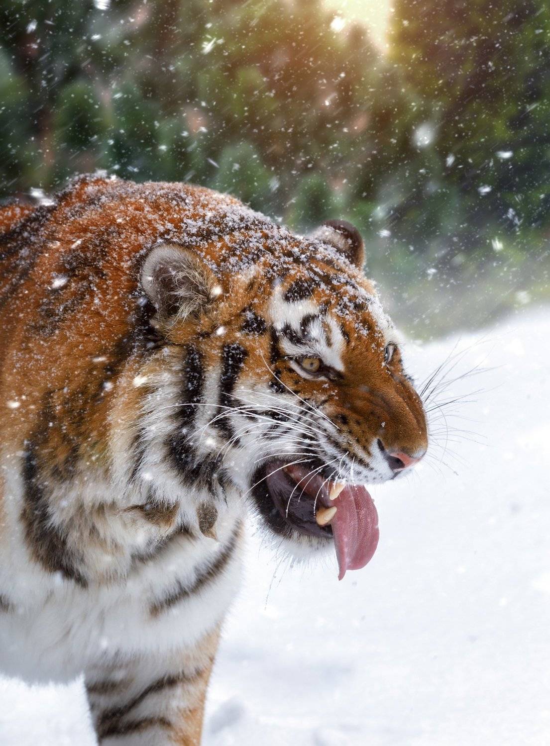 , Олег Богданов