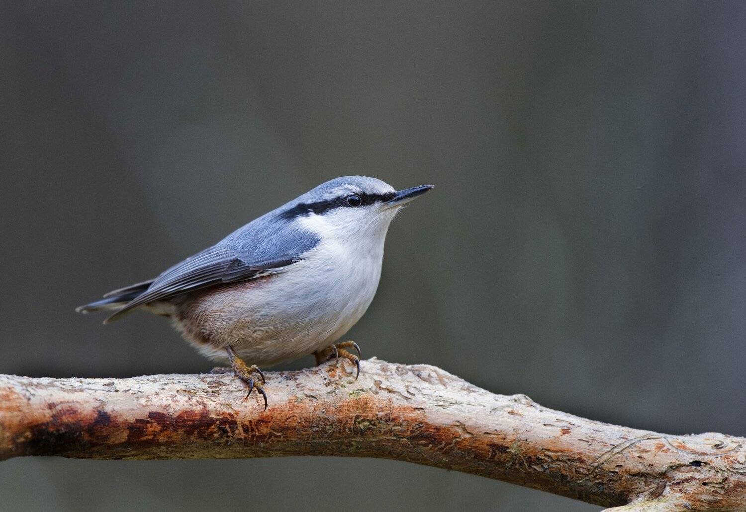 , Юрий Кулаков