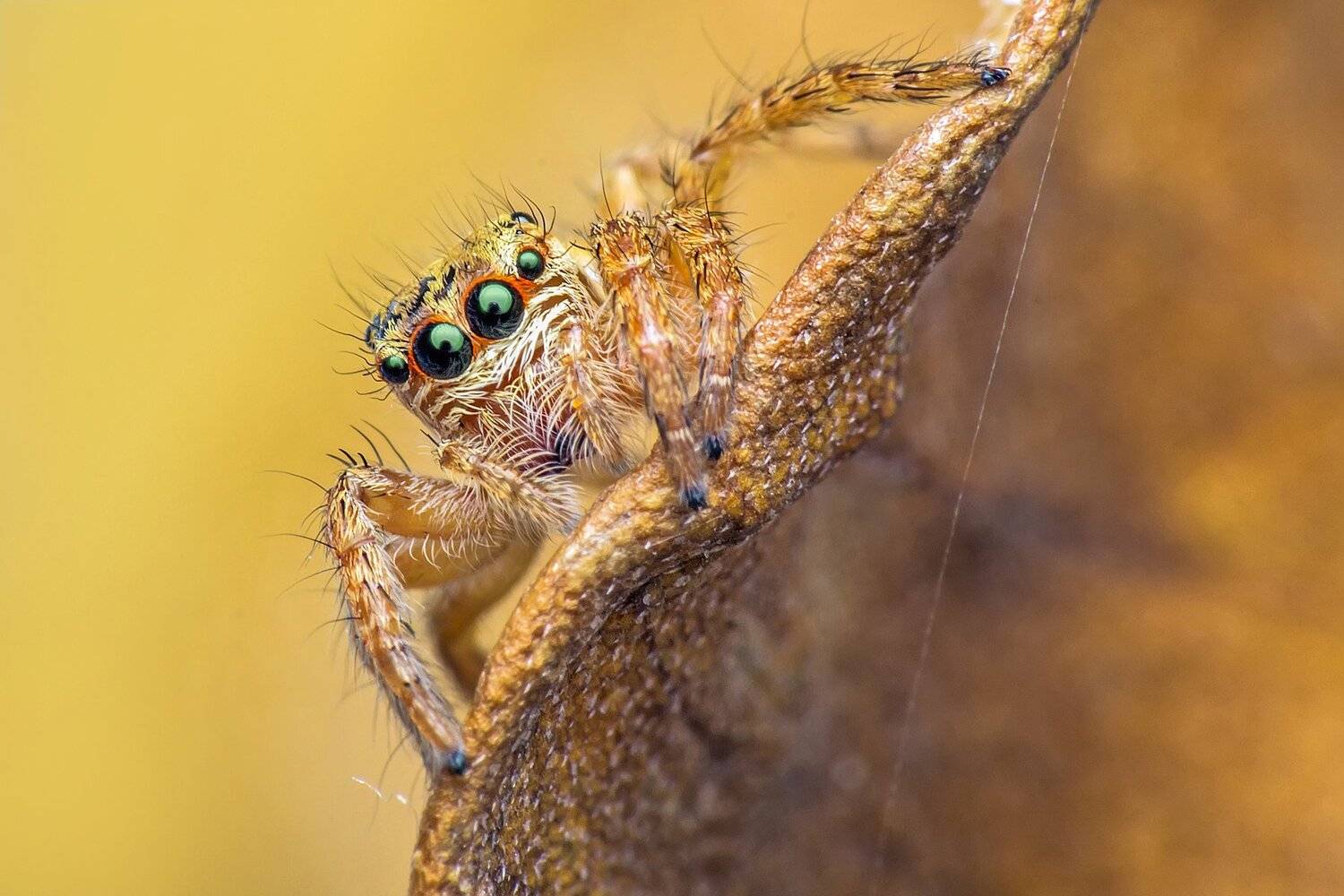 spider, insect animal, danger, dangerus, beatiful, beauty, tropical, eyes, small, macro, close up, jumpon leaf, park, outdoor, forest prey, wild, wildlife, white, red, nature, natural, garden, NeCoTi ChonTin
