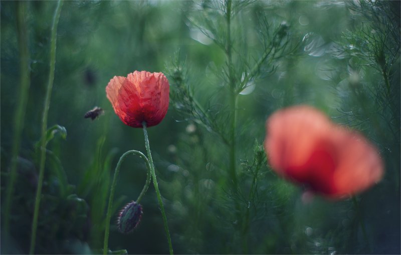 the morning of my favorite flowers фото превью