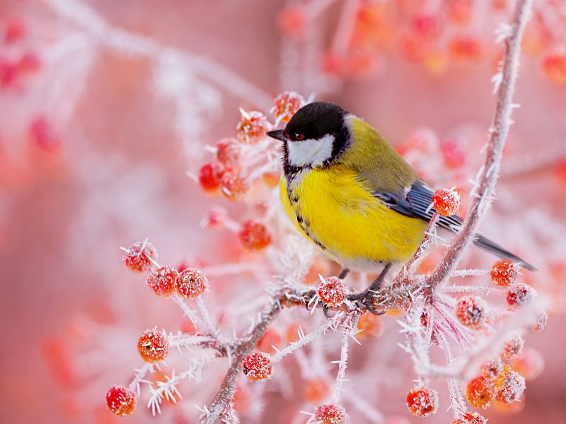 природа, фотоохота,  птицы, животные, зима,синица Чупа Чупсы от Деда Мороза фото превью