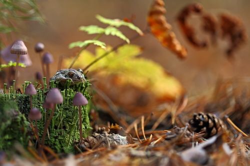 Осенняя сказка