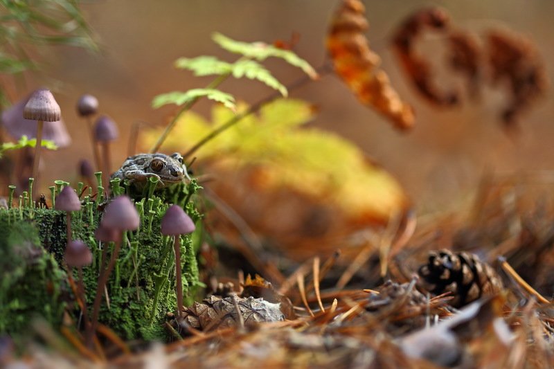лес, макро, папоротник, лишайник, самарский, чесночница, pelobates, fuscus, кладония, пень, кладония, грибы, шишка, сосна Осенняя сказка фото превью